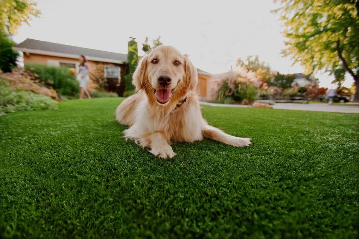 Pet Facilities commercial installation by Artificial Turf Frisco in Frisco, TX